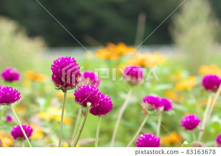 Purple flower of Globe amaranth 83163678
