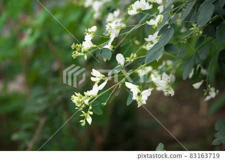 White Hagi [green background] 83163719