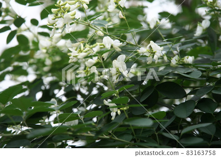 白萩【綠底】 83163758