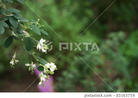 白萩【綠底】 83163759