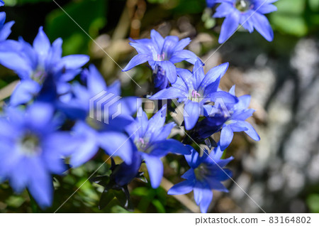 Miyama Lindau 83164802