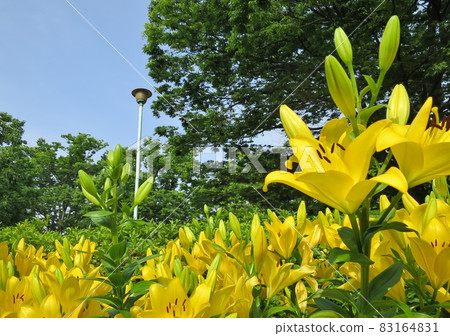 Chikusa Park 83164831