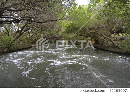 有豐富生態的沼澤四草綠色隧道森林 83165007