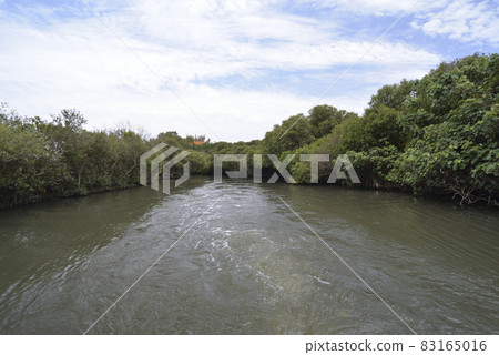 有豐富生態的沼澤四草綠色隧道森林 83165016