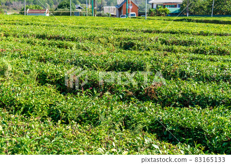 Green tea on a sunny day,tea plantation natural background. Green tea on a sunny day,tea plantation natural background. 83165133