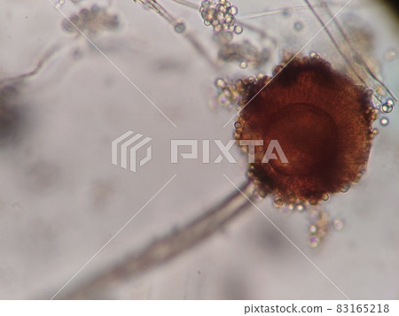 Transparent black aspergillus 83165218