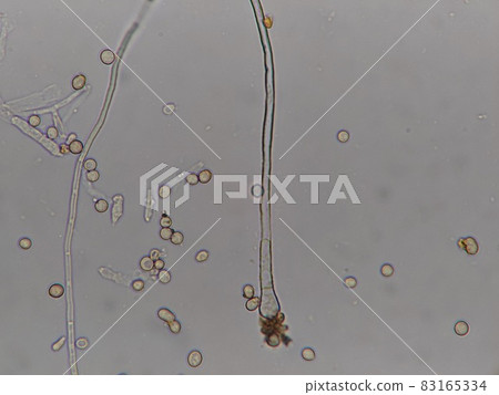 模具頂部 83165334