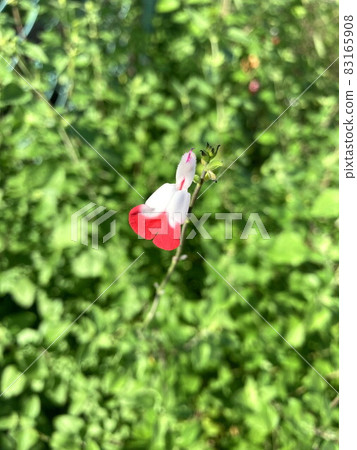 Cherry sage Cherry sage 83165908