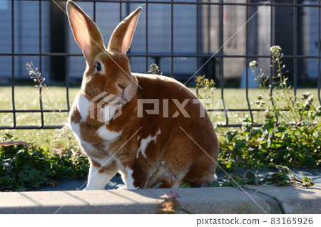 Profile of a mini rex girl in a Usanpo Profile of a mini rex girl in a Usanpo 83165926
