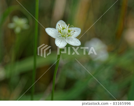 Flowering of the marsh grass of parnassus Flowering of the marsh grass of parnassus 83165996