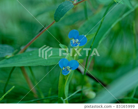 Southern Shimatsuyukusa flowering 83165999