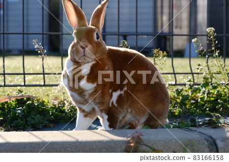 Mini Rex girl in Usanpo 83166158