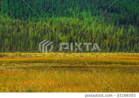 Sunny autumn swamp. Swampy backwater of mountain lake. Bright atmospheric natural background of green fir forest and yellow swamp. Sunny autumn swamp. Swampy backwater of mountain lake. Bright atmospheric natural background of green fir forest and yellow swamp. 83166303