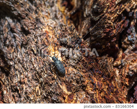 Natural background with a beetle. large black barbel beetle crawls along the brown bark of a tree in the forest. Close up, copy space. 83166304