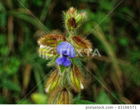 Flowering of the medicinal herb Crotalaria sessilifolia Flowering of the medicinal herb Crotalaria sessilifolia 83166571