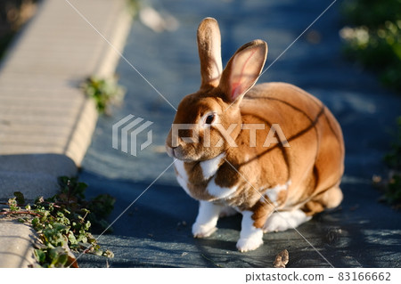 Mini Rex girl in Usanpo Mini Rex girl in Usanpo 83166662