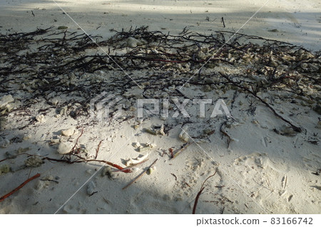 Corrals wood and seaweeds on the beach as a close up Corrals wood and seaweeds on the beach as a close up 83166742