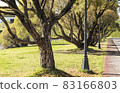 Willows in the autumn park. Russia 83166803