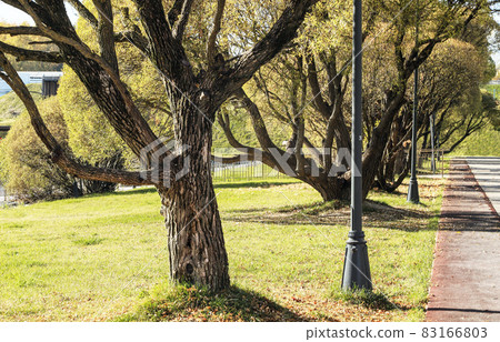 Willows in the autumn park. Russia 83166803