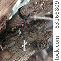 Cross on a tree in one of the Greek monasteries 83166809