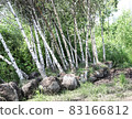 Future birch grove. Forest plantations in Russia 83166812