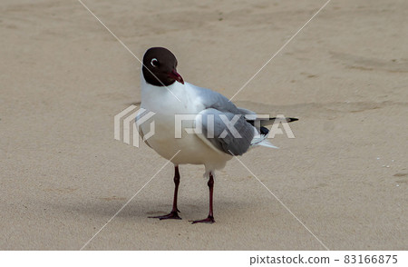 White-gray gull with a black head on the background of the sand of the beach. 83166875