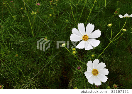 Cosmos Cosmos 83167151