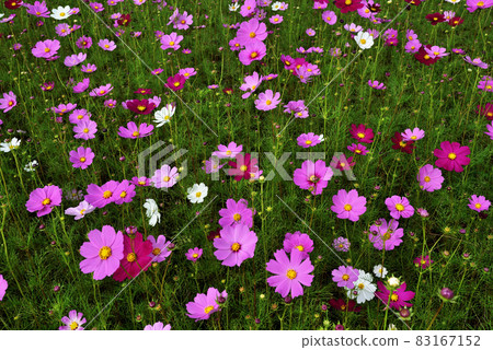 Cosmos Cosmos 83167152