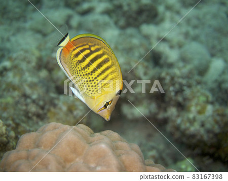 【水下攝影】在石垣島的海裡遇見的五彩斑斕的蝴蝶魚 83167398