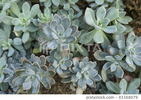 Close up of Pachyphytum on stone ground in garden 83168079