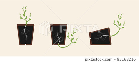 Positive and negative geotropism (gravitropism, gravity). Plant in the pot. Made in vector. 83168210