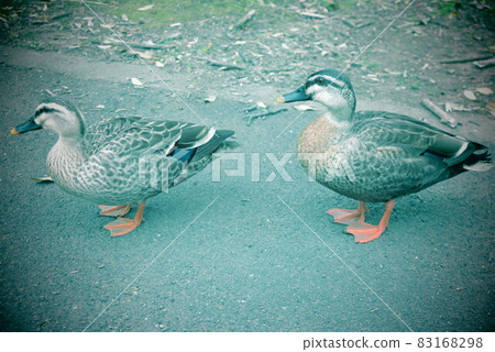 Parent-child duck standing on the road 83168298