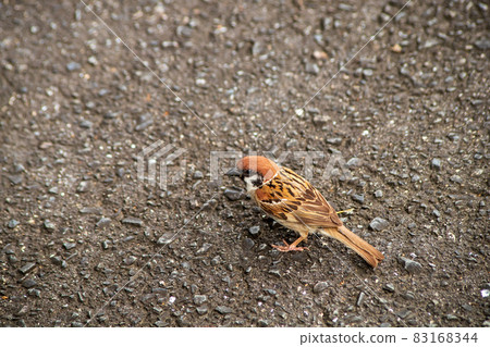 Sparrow on asphalt Sparrow on asphalt 83168344