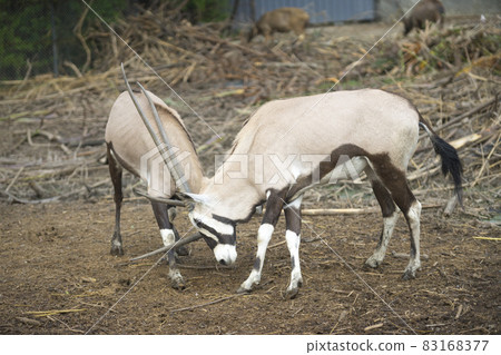Two South African Oryx bull fighting in the zoo. 83168377
