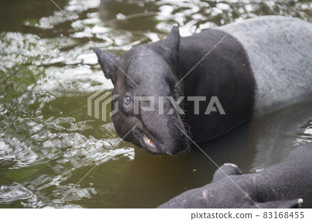tapir swimming on the water in the wildlife sanctuary tapir swimming on the water in the wildlife sanctuary 83168455