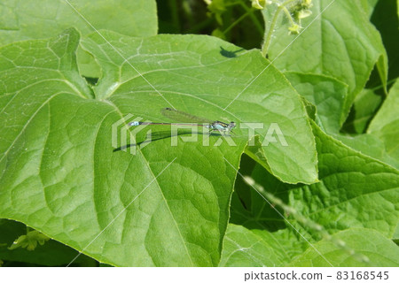 棲息在葉子上的青奧門豆娘 83168545