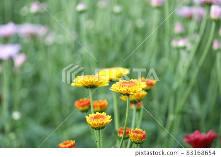 Yellow chrysanthemum in flower field 83168654