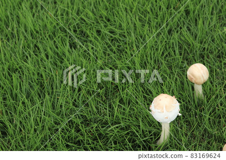 在綠色中閃耀的白蘑菇 83169624