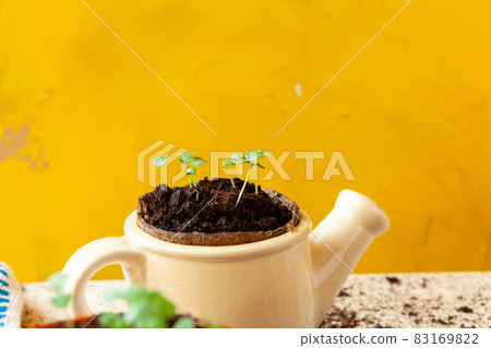 Work in the garden, planting pots close up 83169822