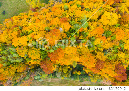 Aerial view of autumn forest 83170042