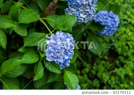 八仙花屬花濕與雨 八仙花屬花濕與雨 83170311