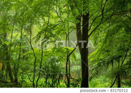 下雨天的森林 下雨天的森林 83170312
