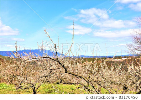 Kanae梅花林 83170450