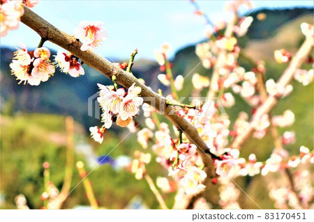 Kanae梅花林 83170451