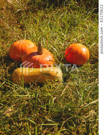 Autumn orange pumpkins on yellow grass at farm. Thanksgiving and halloween season. Harvesting, colors of autumn 83170622