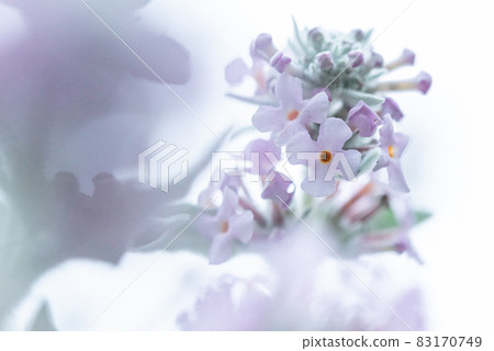 White autumn flowers White autumn flowers 83170749