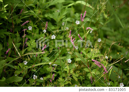 Flower of Inutaden 83171005