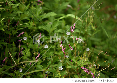 Flower of Inutaden 83171008