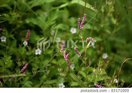 Flower of Inutaden Flower of Inutaden 83171009