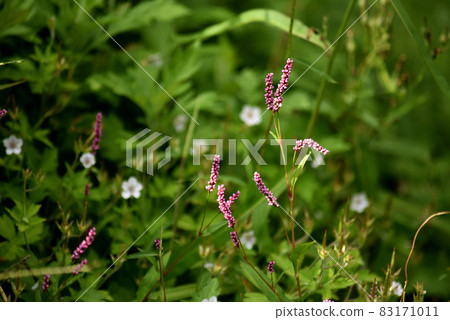 Flower of Inutaden 83171011